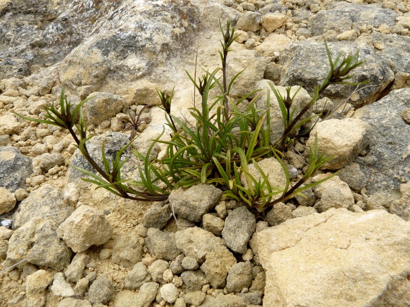 Gentianella calcis subsp. calcis photo 3