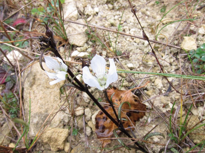 Gentianella calcis subsp. calcis photo 4