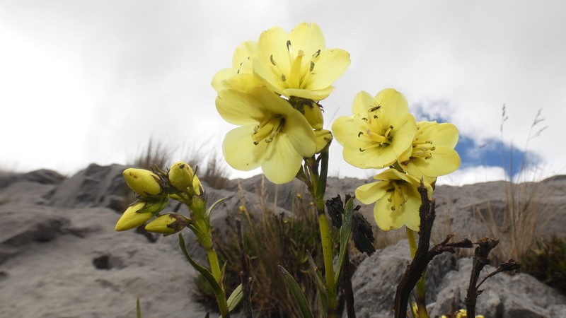 Gentianella canoi