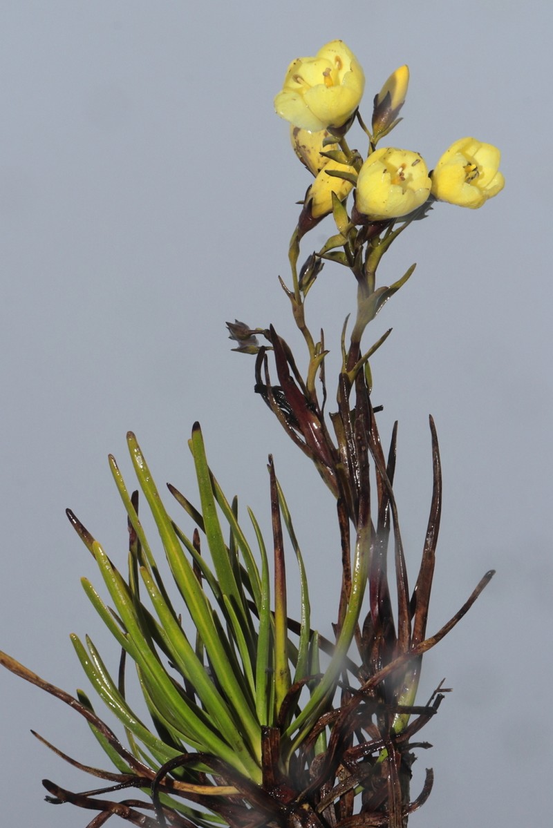 Gentianella canoi photo 2