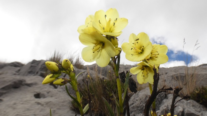 Gentianella canoi photo 4