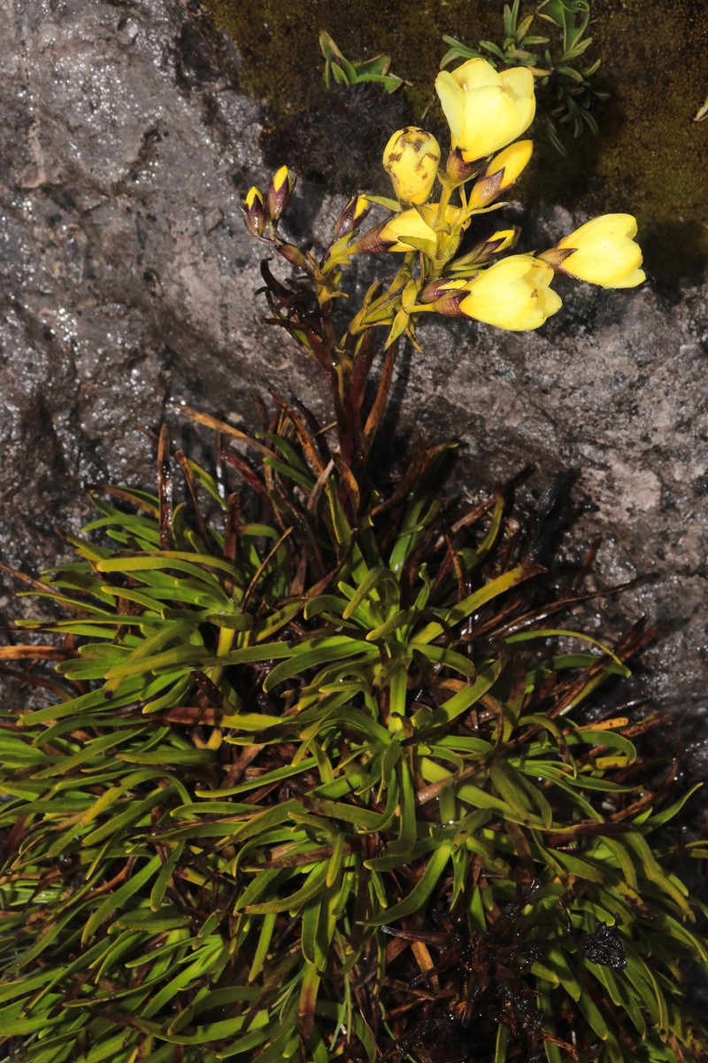 Gentianella canoi photo 6