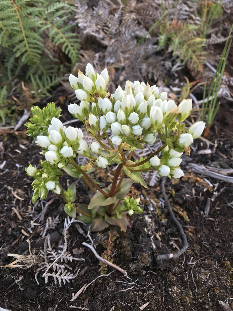Gentianella chathamica subsp. chathamica