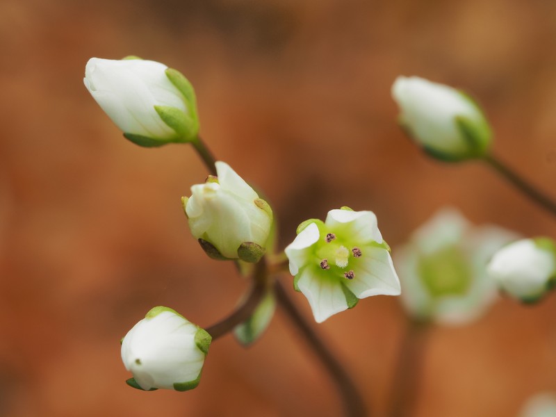 Gentianella chathamica subsp. chathamica photo 2