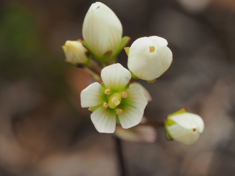 Gentianella chathamica subsp. chathamica photo 4