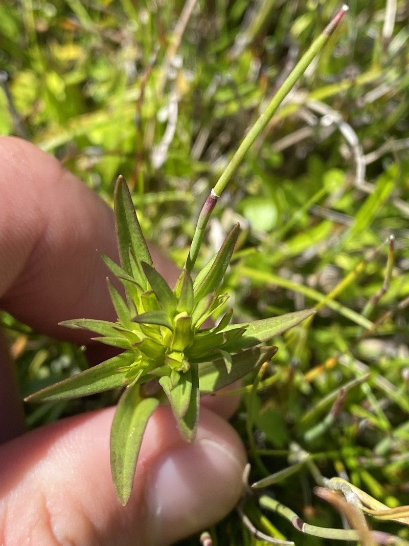 Gentianella cunninghamii subsp. cunninghamii