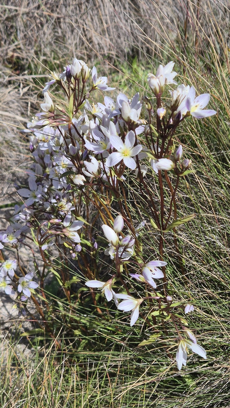 Gentianella cunninghamii subsp. cunninghamii photo 2