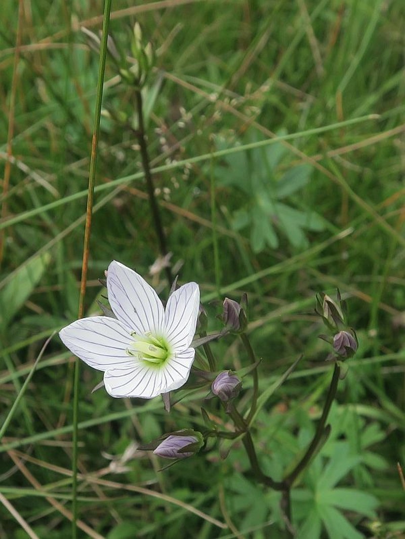 Gentianella cunninghamii subsp. cunninghamii photo 3
