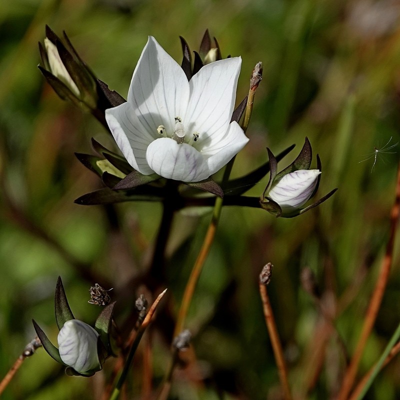 Gentianella cunninghamii subsp. cunninghamii photo 4