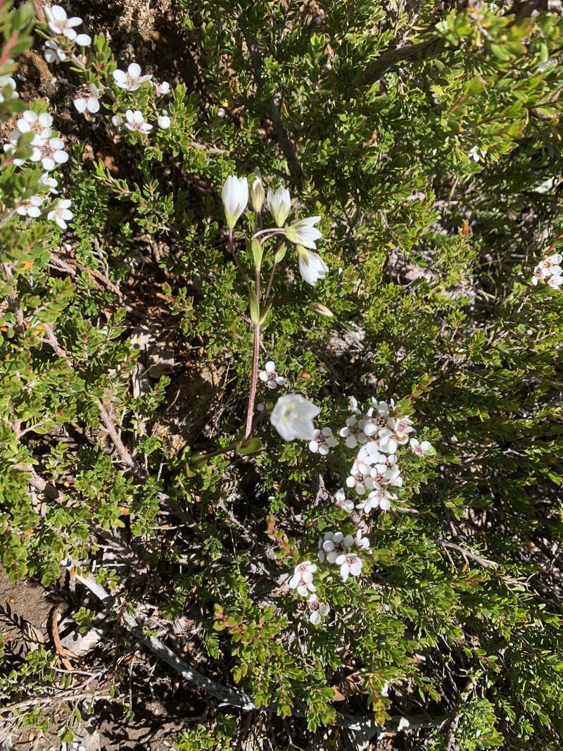 Gentianella diemensis subsp. diemensis