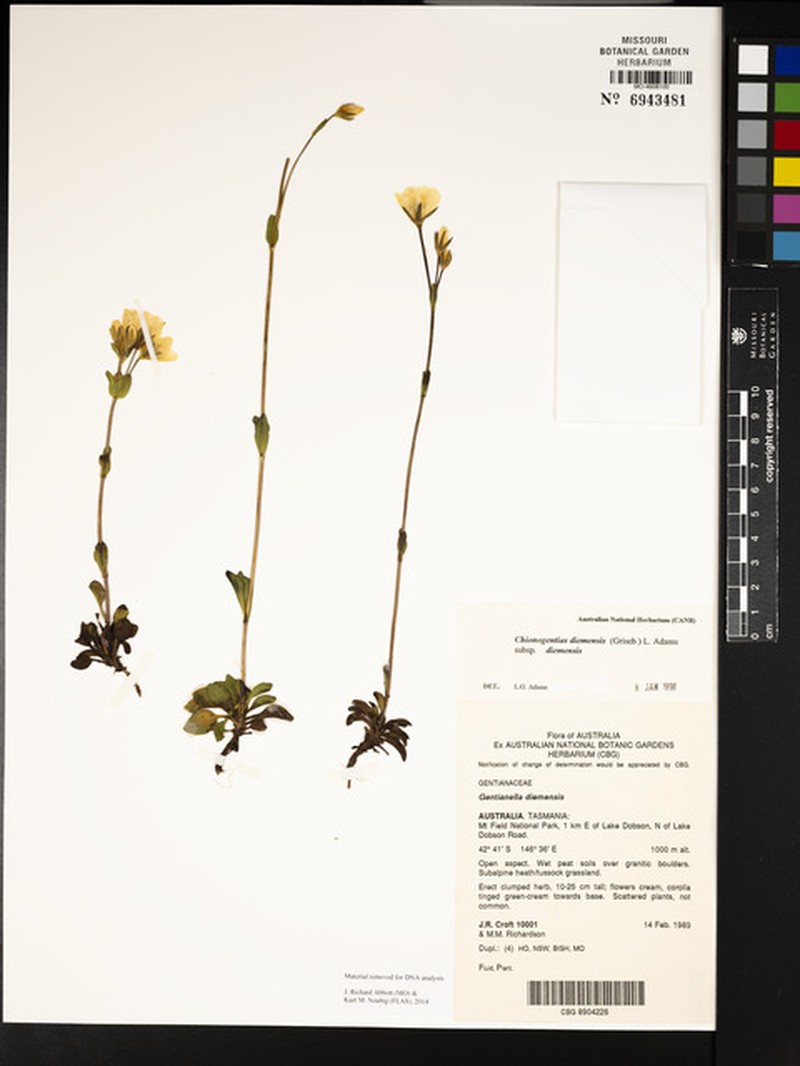 Gentianella diemensis subsp. diemensis photo 2
