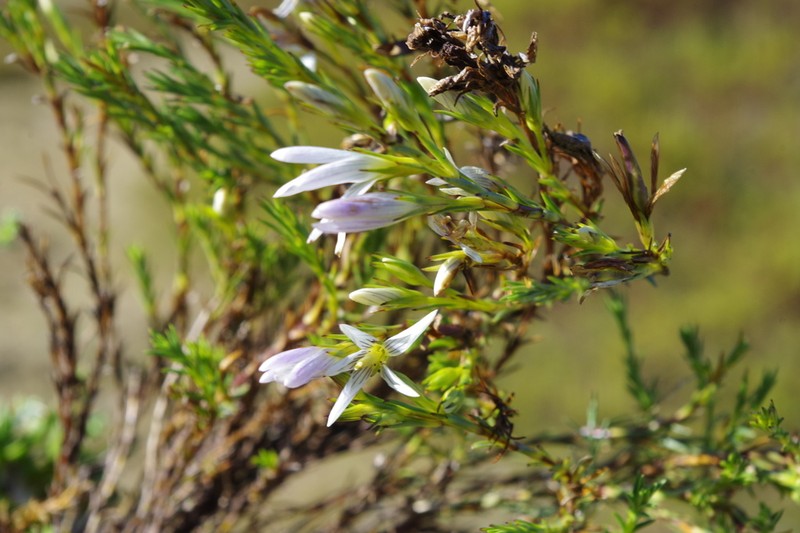 Gentianella empetroides