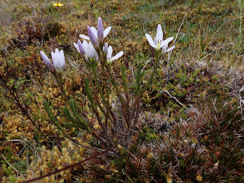 Gentianella empetroides photo 3