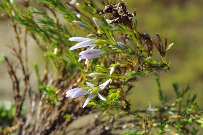 Gentianella empetroides photo 4