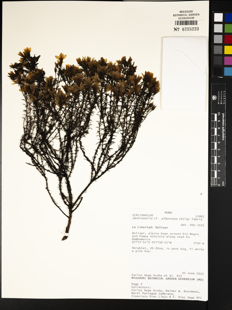 Gentianella empetroides photo 5