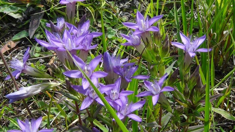 Gentianella germanica subsp. germanica