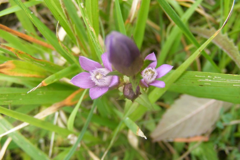 Gentianella germanica subsp. germanica photo 2