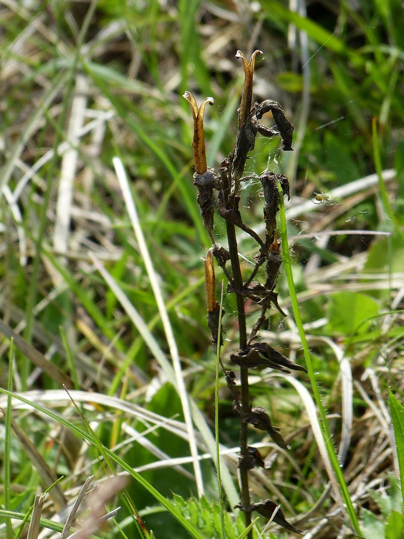 Gentianella germanica subsp. germanica photo 3