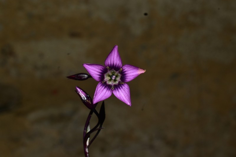 Gentianella grantii