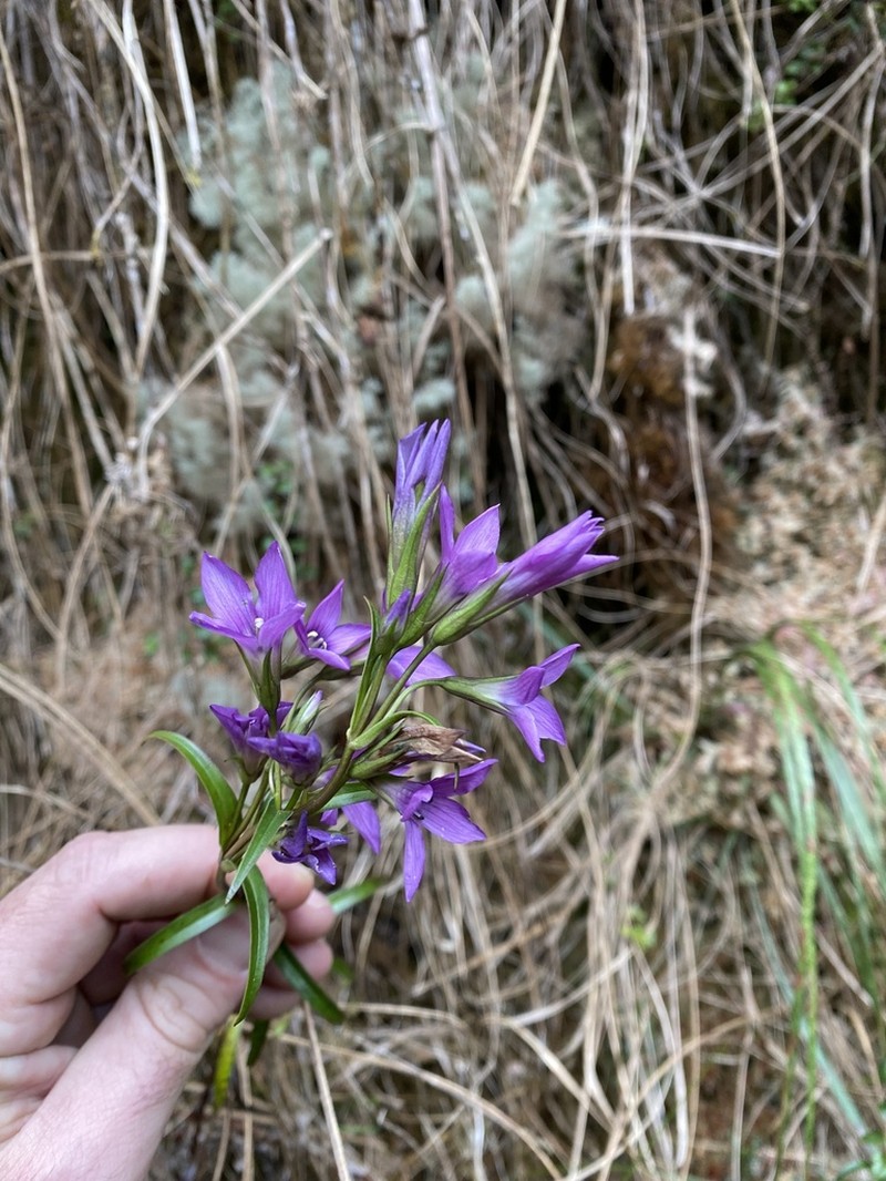 Gentianella grantii photo 2