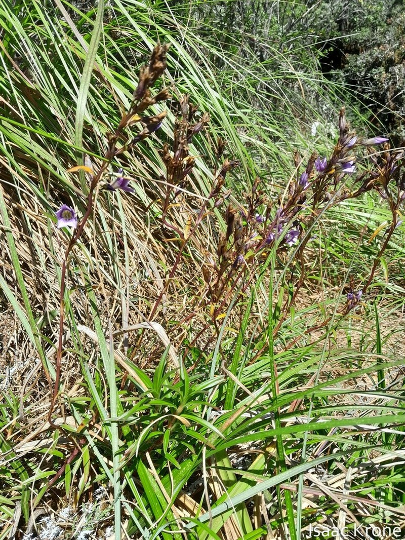 Gentianella grantii photo 4