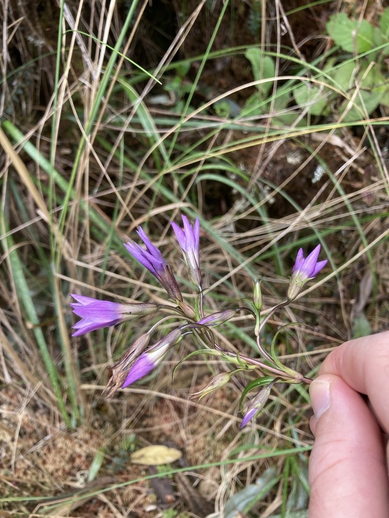Gentianella grantii photo 5