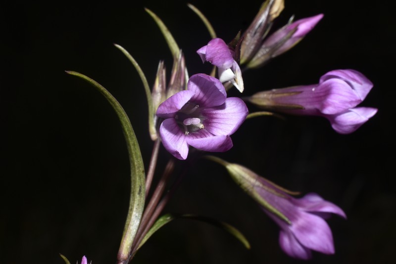 Gentianella grantii photo 6