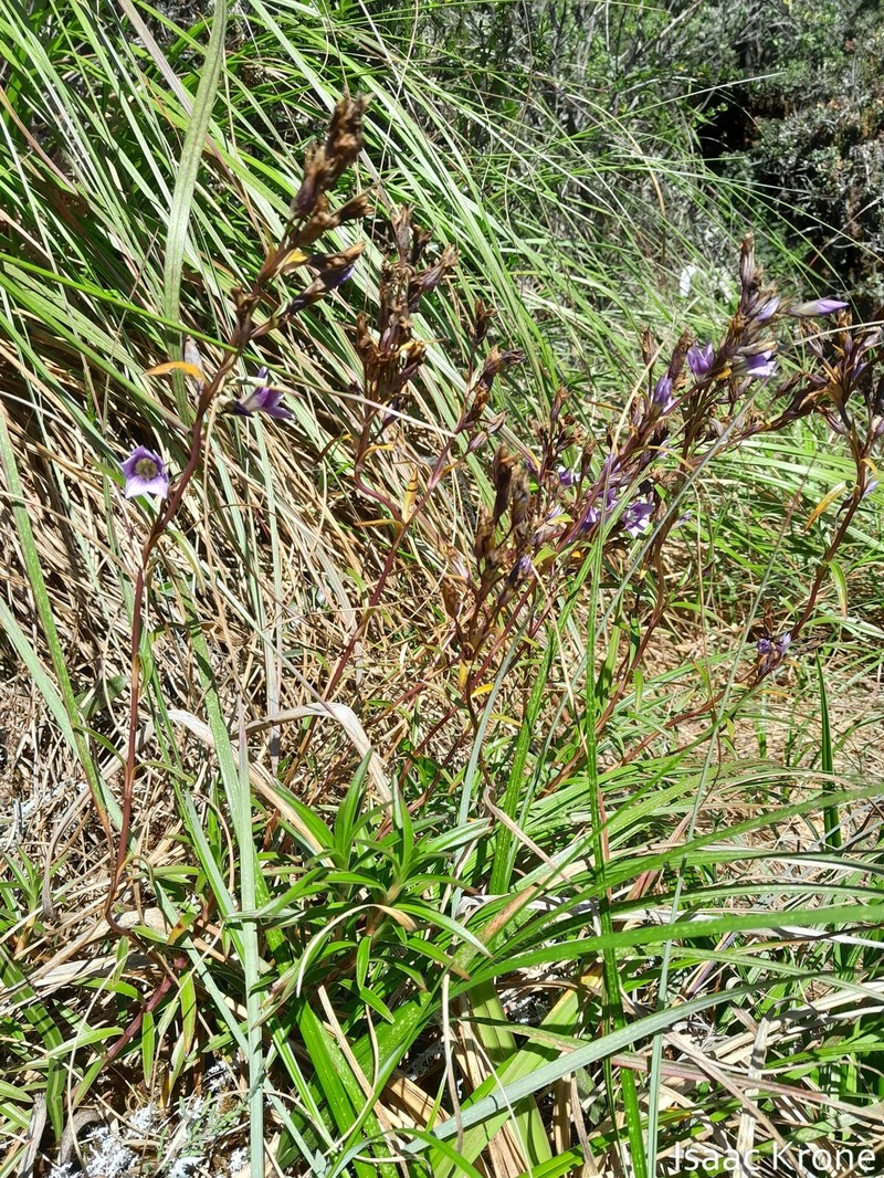 Gentianella grantii photo 7