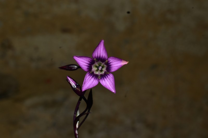 Gentianella grantii photo 8
