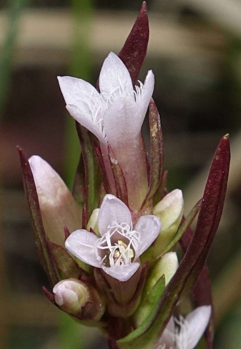 Gentianella heterosepala