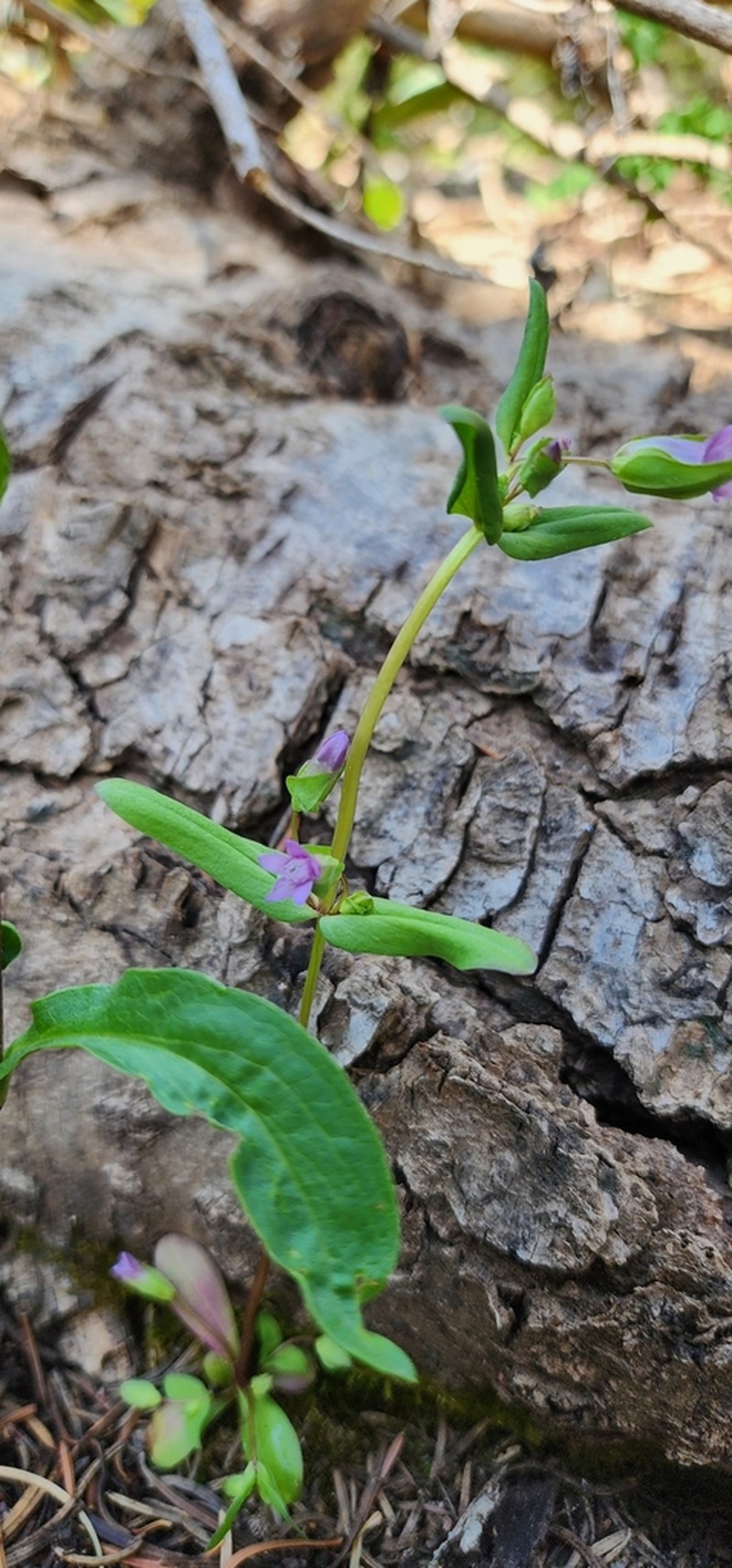 Gentianella heterosepala photo 2