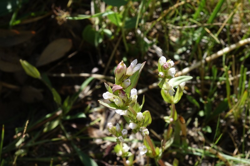 Gentianella heterosepala photo 3