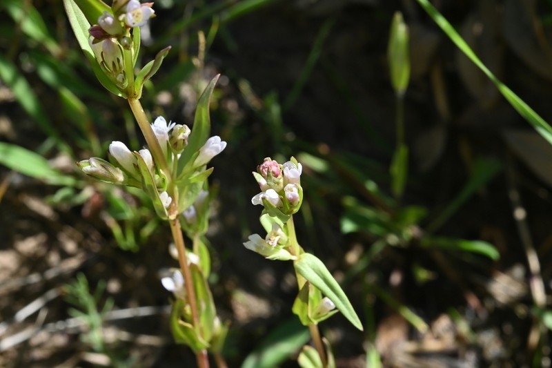 Gentianella heterosepala photo 4