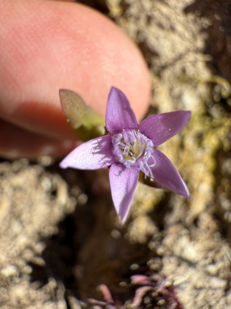 Gentianella heterosepala photo 5