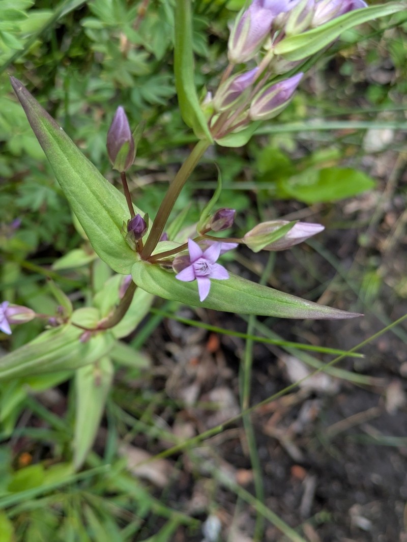 Gentianella heterosepala photo 6
