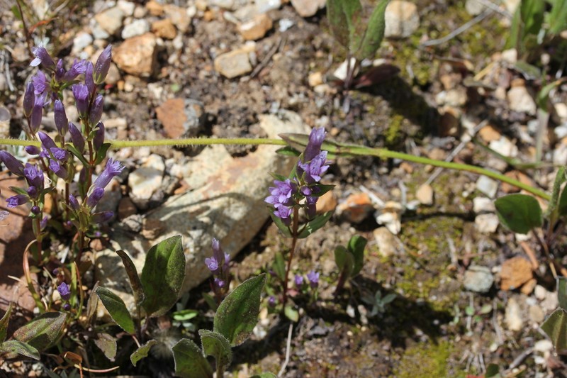 Gentianella heterosepala photo 7