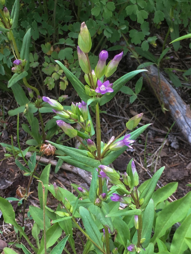 Gentianella heterosepala photo 8