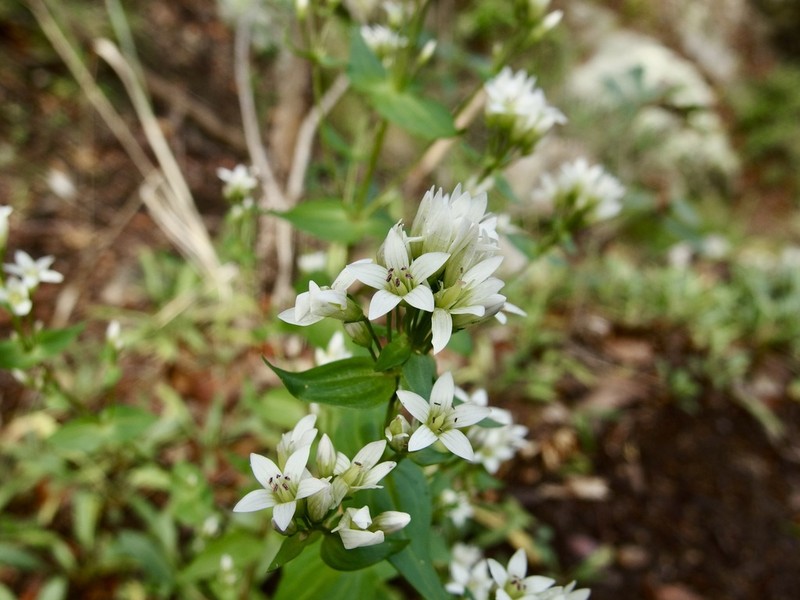 Chiricahua Dwarf Gentian