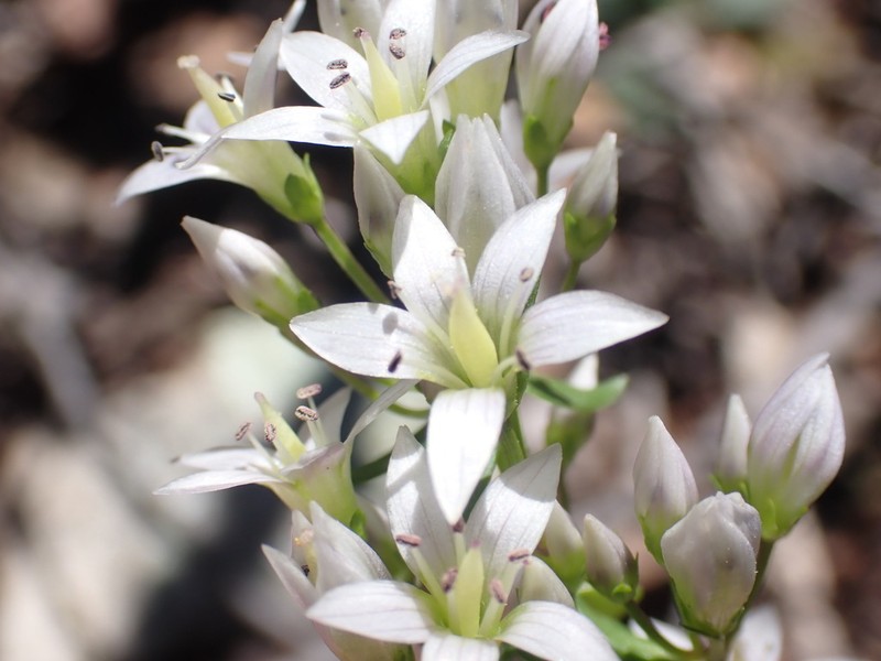 Chiricahua Dwarf Gentian photo 2