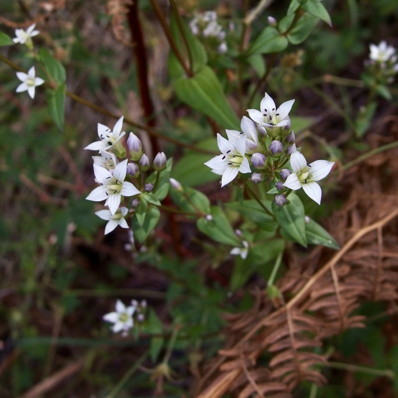 Chiricahua Dwarf Gentian photo 3