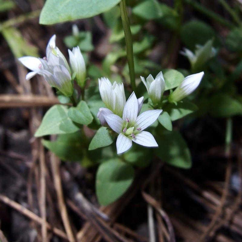 Chiricahua Dwarf Gentian photo 4
