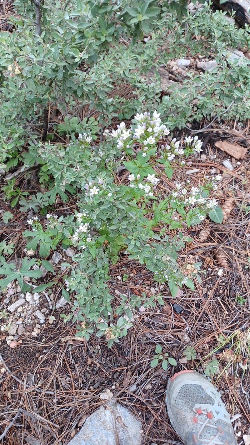 Chiricahua Dwarf Gentian photo 5