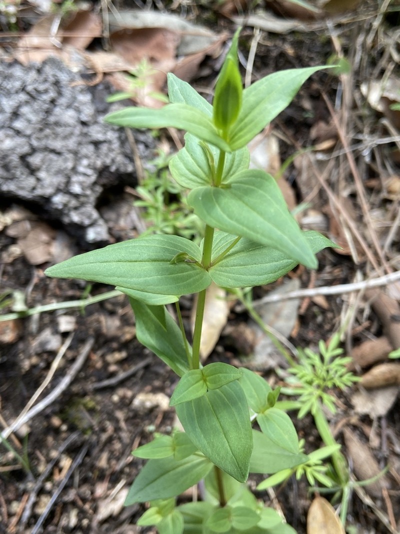 Chiricahua Dwarf Gentian photo 6