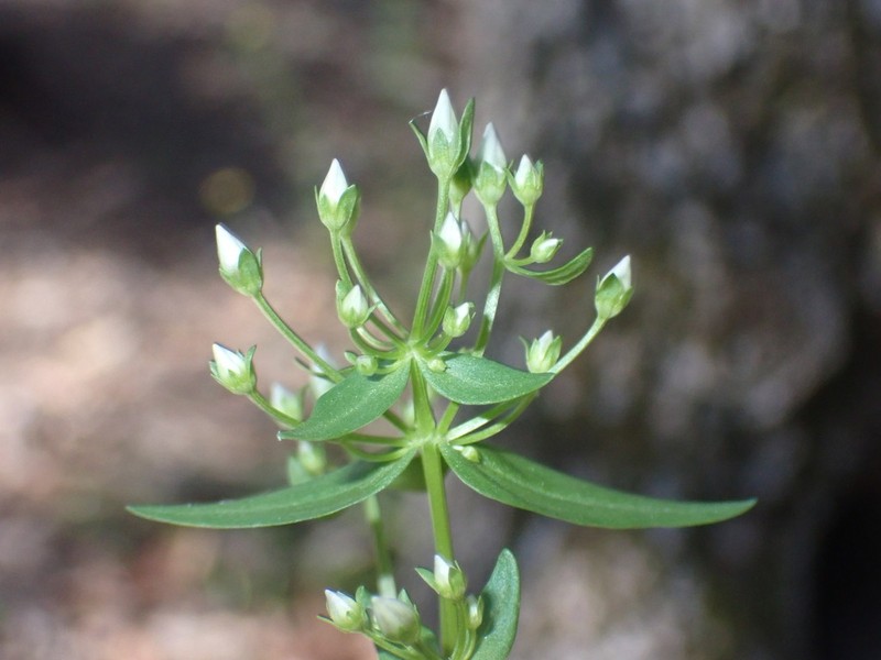 Chiricahua Dwarf Gentian photo 7