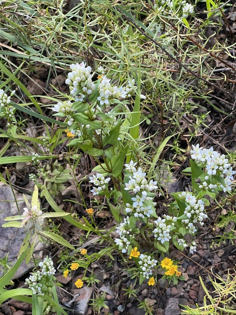 Chiricahua Dwarf Gentian photo 8