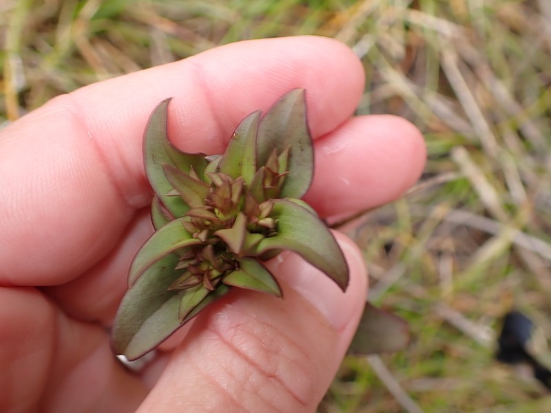 Gentianella montana subsp. montana