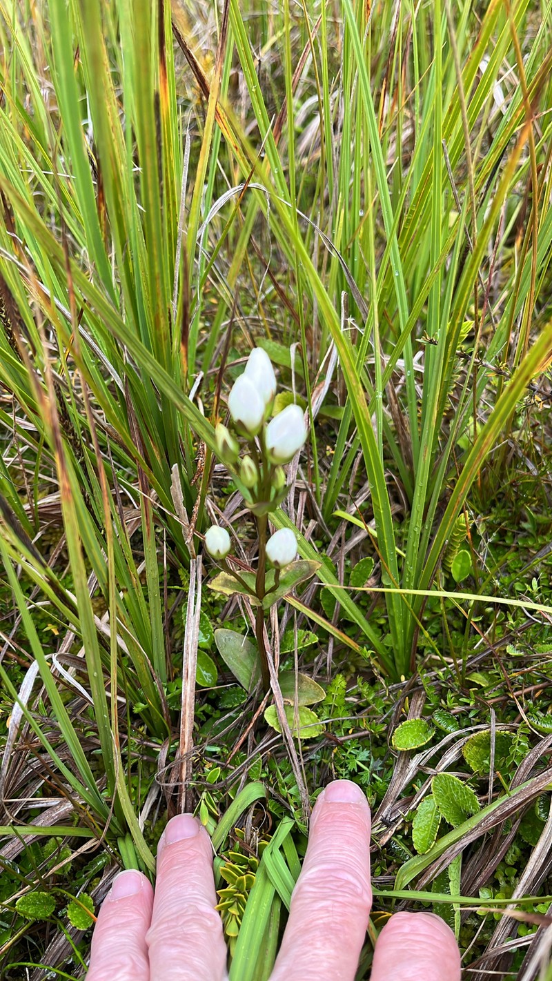 Gentianella montana subsp. montana photo 2