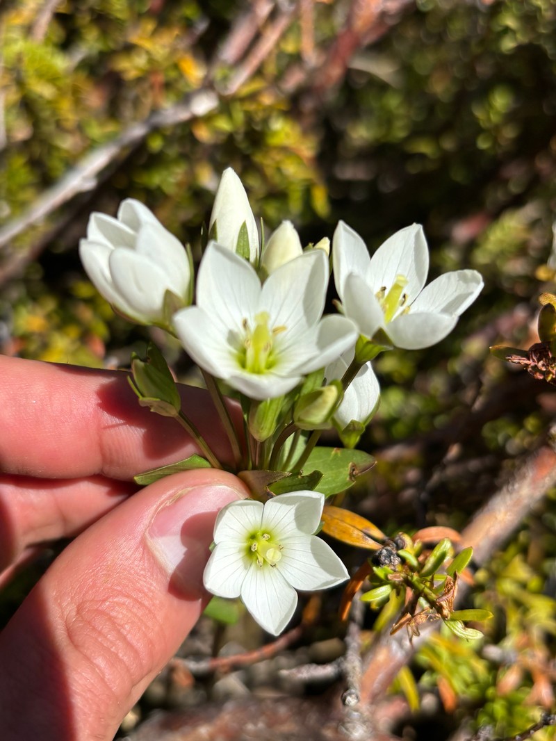 Gentianella montana subsp. montana photo 3