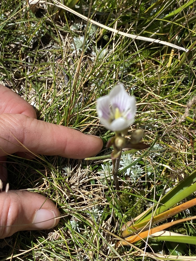 Gentianella montana subsp. montana photo 4