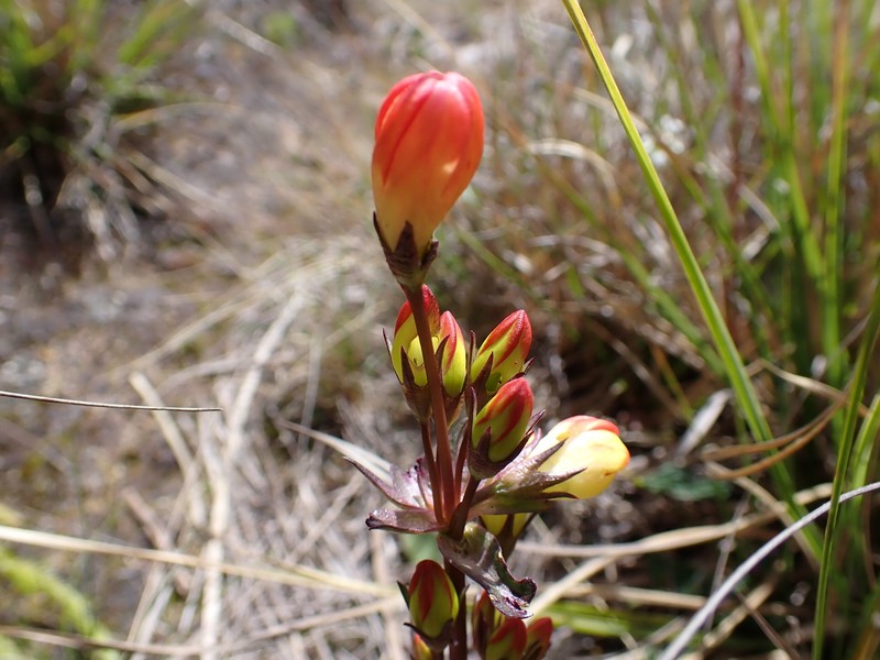 Gentianella montesinosii photo 5